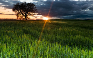 Sunset tree clouds field horizon - godray free wallpaper