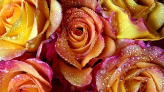 Roses water droplets romantic macro - anne dunn free wallpaper for desktop