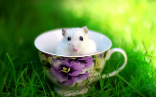Hamster cup grass flowers nature - a cup free wallpaper