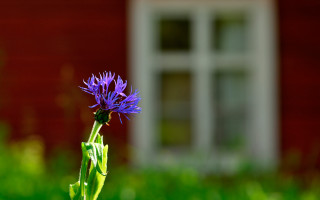 Purple flower red building white - akseli gallenkallela free wallpaper