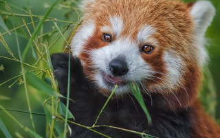 Red panda eating grass smiling - wild free wallpaper