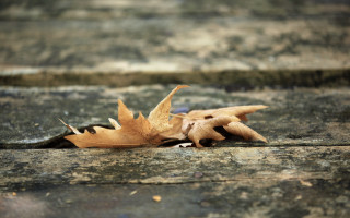 Leaf wall woodenfloor puzzle beach - a wooden plank free wallpaper