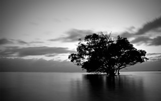 Lone tree lake sunset monochrome - a dark sky in the background free wallpaper