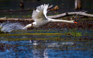White swan flying over water - mouth free wallpaper