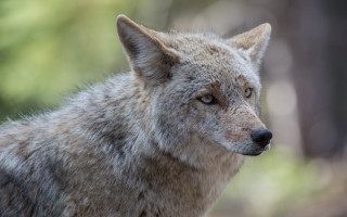 Wolf looking distance trees blurry - darrell riche free wallpaper