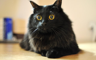 Black cat yellow eyes curious 3 - big eye free wallpaper