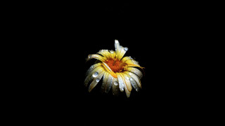 Yellow flower water droplets black 3 - bloom free wallpaper