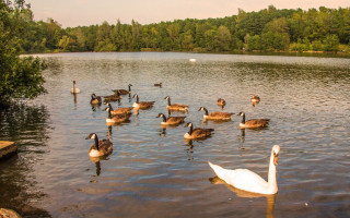 Flock ducks swan lake forest - de hirsh margule free wallpaper