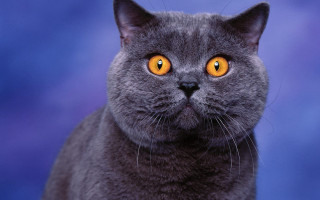 Gray cat yellow eyes blue - a blue background behind free wallpaper