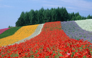 Flower field rainbow trees blue - a rainbow of colors free wallpaper