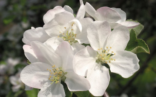 White lily closeup blurry bokeh - the petal free wallpaper