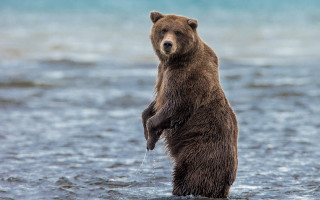 Brown bear standing water looking - its hind leg free wallpaper