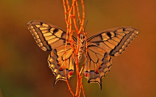 Butterfly flower macro nature brenner - a brown background free wallpaper