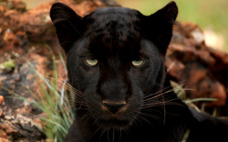 Black panther green eye animal - a black panther free wallpaper