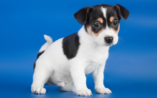 Small black white dog blue - a blue background behind free wallpaper
