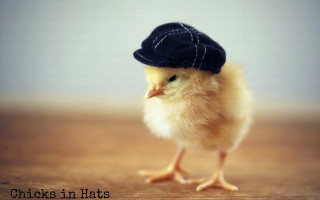Chicken hat table caption beatrix - hat free wallpaper for desktop