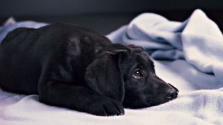 Black puppy white blanket sad - a white blanket free wallpaper