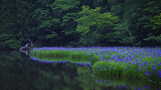 Pond trees blueflowers fallenwood nature - tree in the background free wallpaper