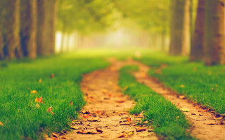 Dirt road forest autumn blurry - a dirt road in the middle of a forest free wallpaper for desktop