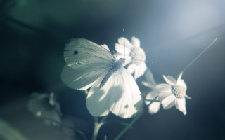 White butterfly lily flower vase - soft light free wallpaper