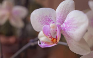 Pink flower macro bokeh blurry 3 - orphism free wallpaper
