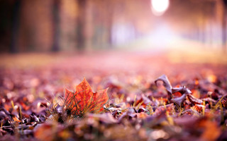 Autumn leaf light shining blurry - light free wallpaper