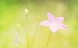 Pink flower green background macro 9 - soft light free wallpaper
