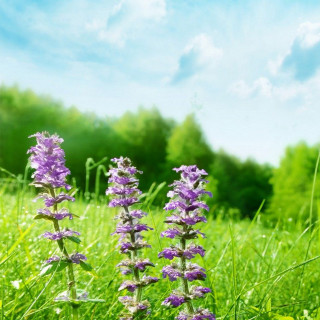 Purple flowers green field trees - the middle free wallpaper for tablet