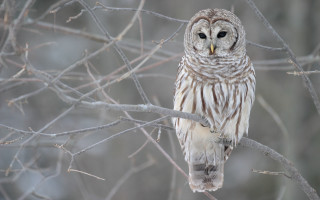 Barred owl perched forest no 3 - a tree branch in a forest free wallpaper