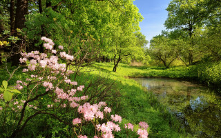 River lush forest flowers green - flower and trees free wallpaper