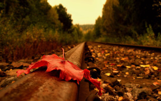 Leaf rail woods autumn fire - a red leaf free wallpaper for desktop