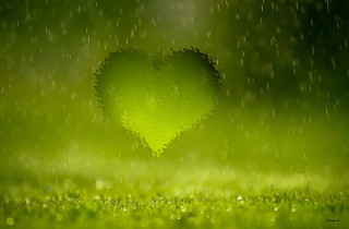 Heart shaped green grass rain - drop of water free wallpaper