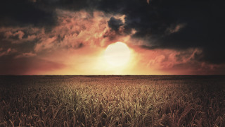 Wheat field cloudy sunset mountain - a dark cloud in the sky free wallpaper