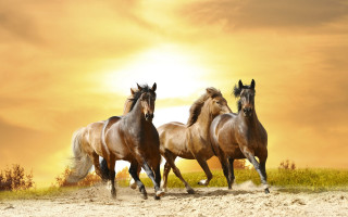 Horses running sand sunny day - three horse free wallpaper