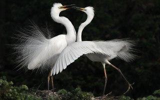 White birds wings spread out - long leg free wallpaper