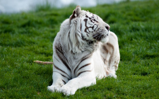 White tiger sitting green field 2 - a white tiger free wallpaper