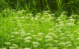Flower field forest vines green - the background in the background free wallpaper