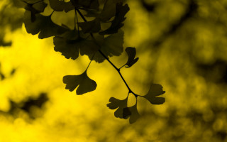 Branch leaves yellow background bokeh - christopher williams free wallpaper for desktop