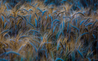 Wheat field blue yellow highlights - heavy grain free wallpaper for desktop
