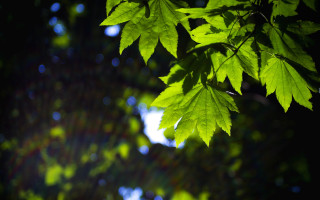 Green leafy branch sunlight bokeh - a green leafy tree branch free wallpaper