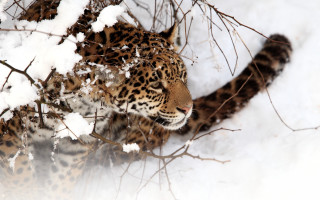 Leopard walking snow woods carlos - a leopard free wallpaper for desktop