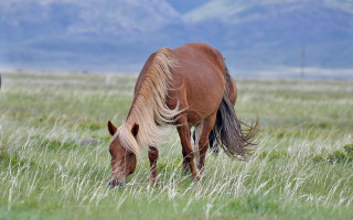 Horse grazing mountains forest sunset - flowing free wallpaper for desktop