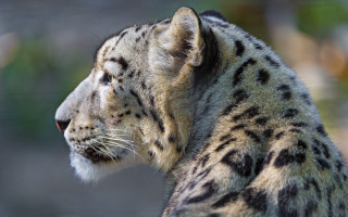 Snow leopard blurry background backlit - a snow leopard free wallpaper