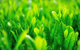 Green plant leaves blurry background - a green plant free wallpaper