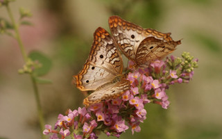 Butterflies flower field pink background - two butterfly free wallpaper