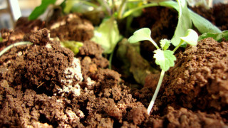 Plant dirt leaves autumn fire - dirt free wallpaper for desktop