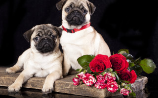Pugs flowers vase roses stilllife - the table free wallpaper for desktop