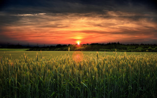 Sunset grass horizon clouds dusk - free summer wallpaper for desktop
