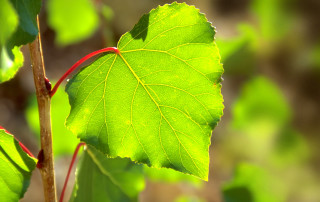 Green leaf branch bokeh macro - claire dalby free wallpaper