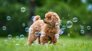 Brown poodle bubbles field trees - chang daichien free wallpaper